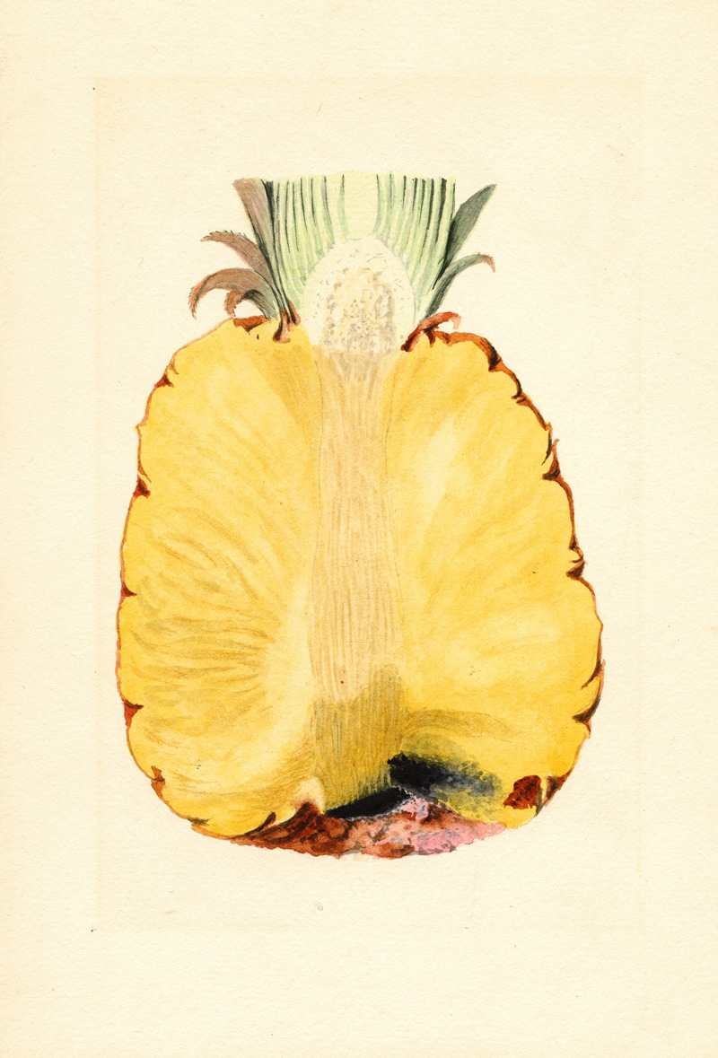 Ananas comosus: Pineapple by James Marion Shull, 1919 — digital art print download