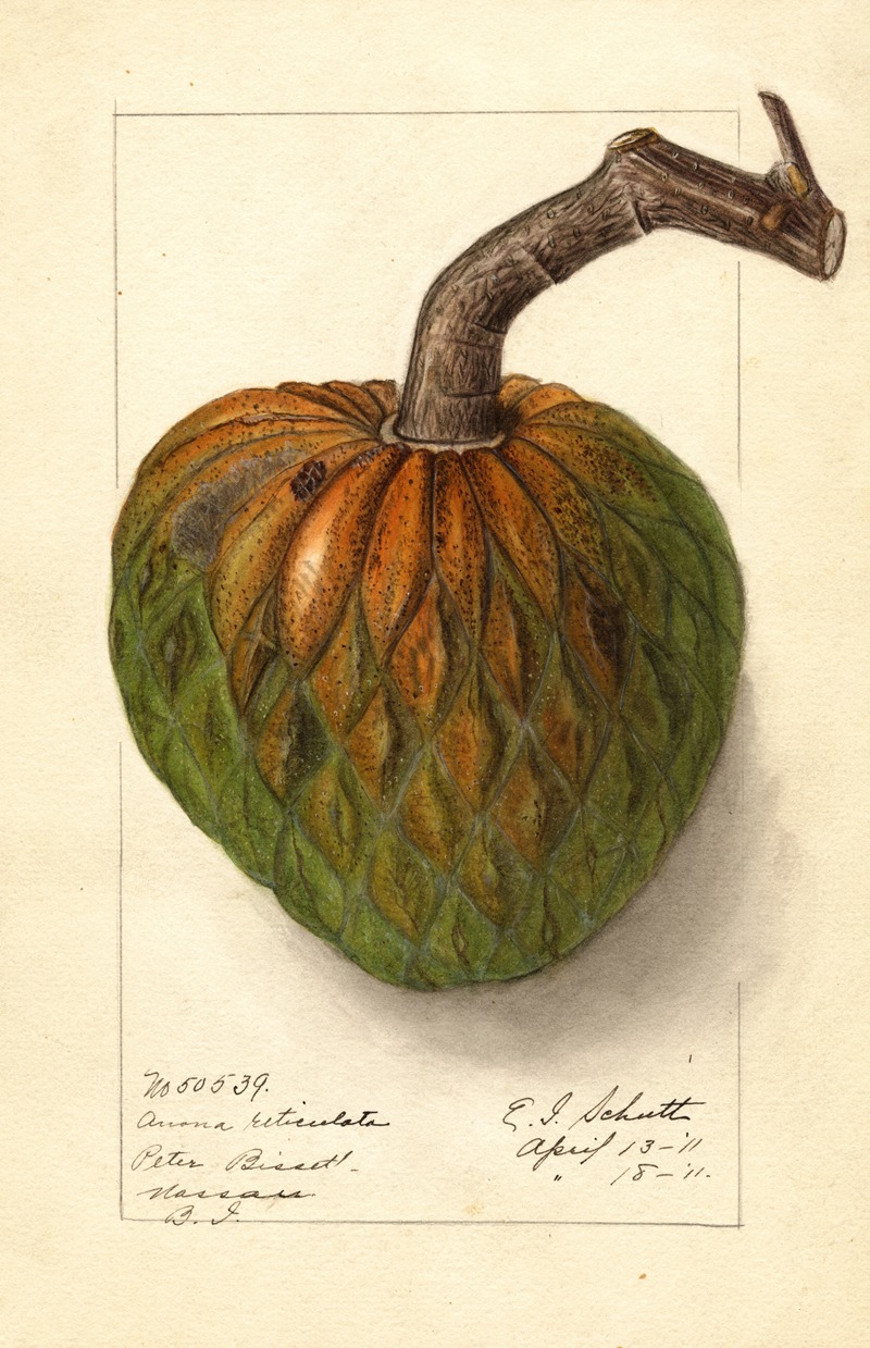 Annona reticulata by Ellen Isham Schutt, 1911 — digital art print download