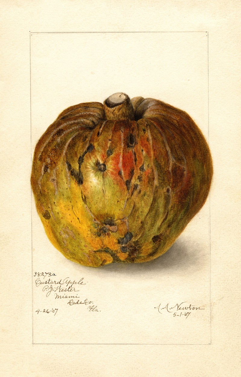 Annona reticulata by Amanda Almira Newton, 1907 — digital art print download