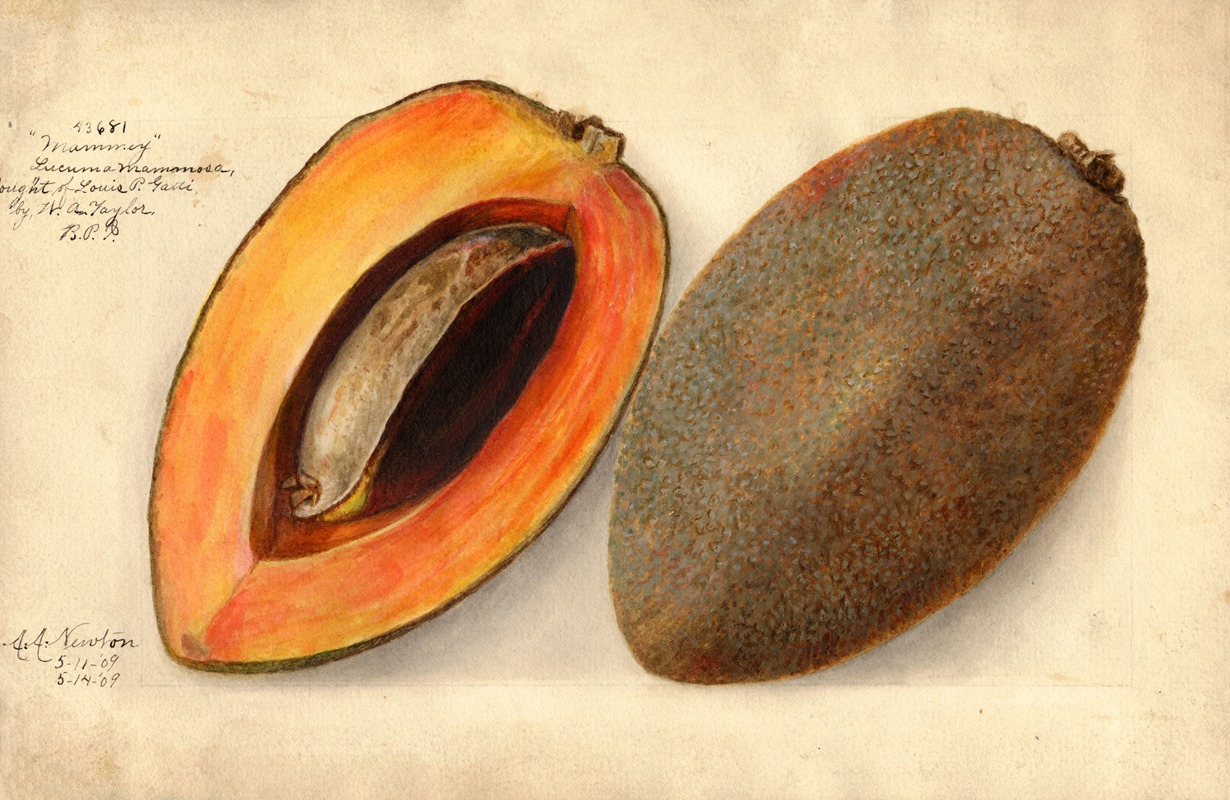Pouteria campechiana: Mammey — Amanda Almira Newton