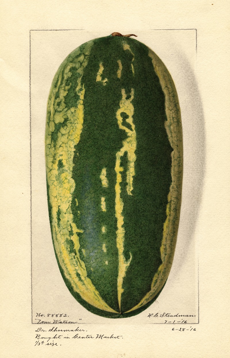 Citrullus lanatus: Tom Watson by Royal Charles Steadman, 1916 — digital art print download