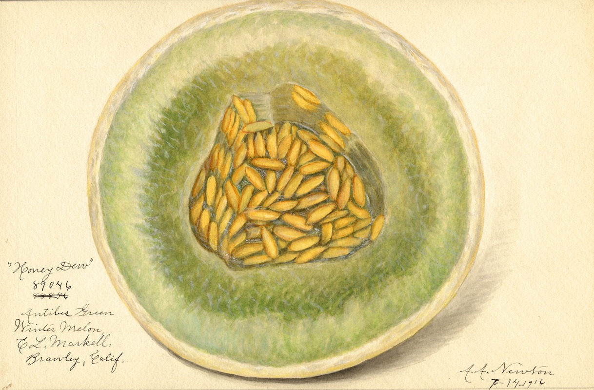 Cucumis melo: Honey Dew by Amanda Almira Newton, 1916 — digital art print download