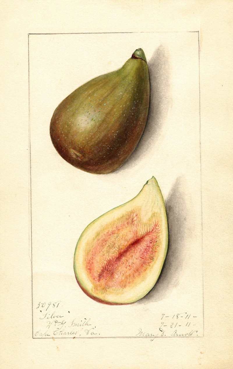 Ficus: Silver by Mary Daisy Arnold, 1911 — digital art print download