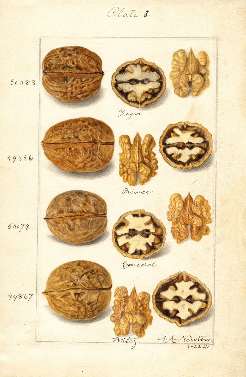 Juglans by Amanda Almira Newton, 1911 — digital art print download