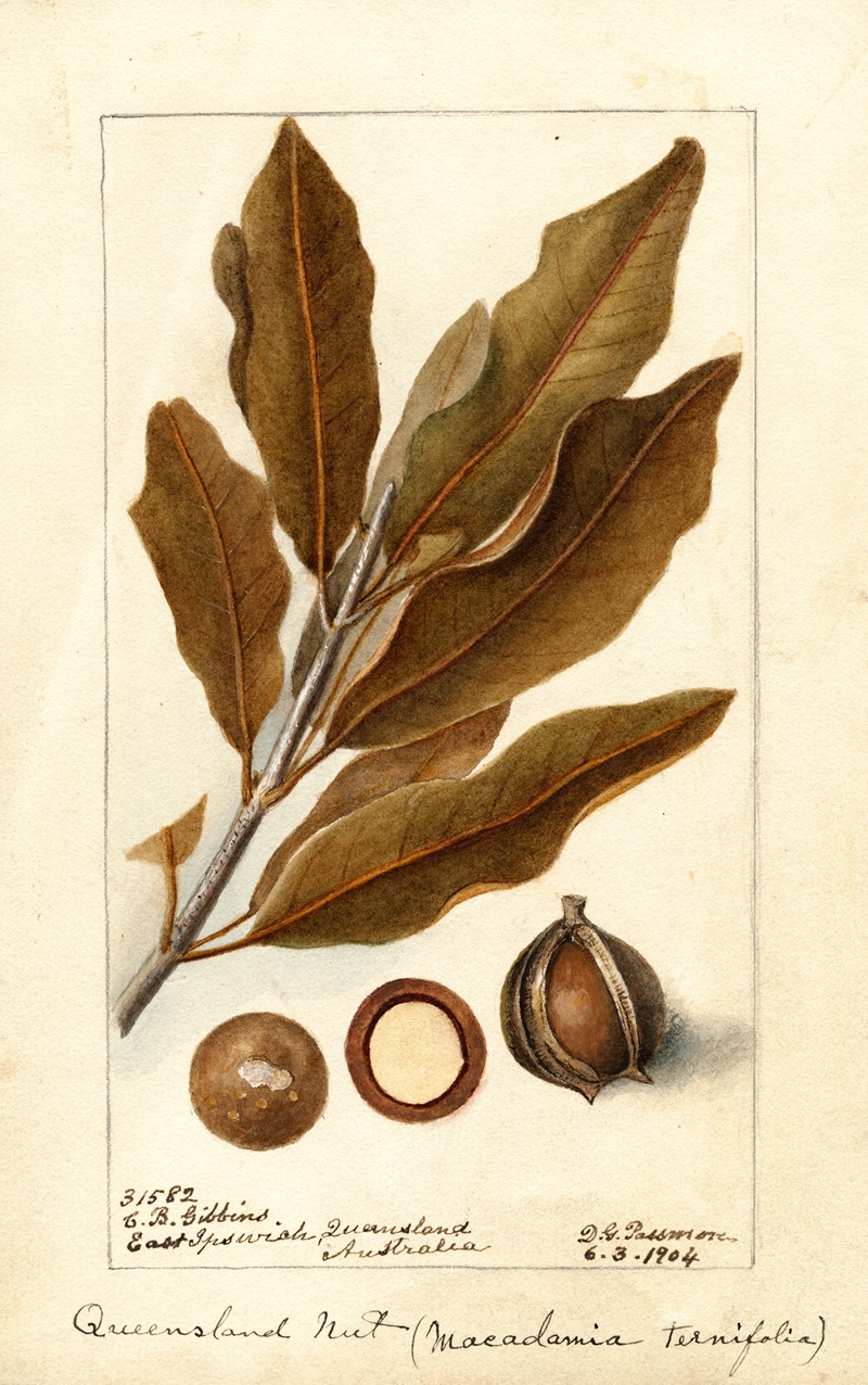 Macadamia ternifolia by Дебора Гриском Пассмор, 1904 — digital art print download