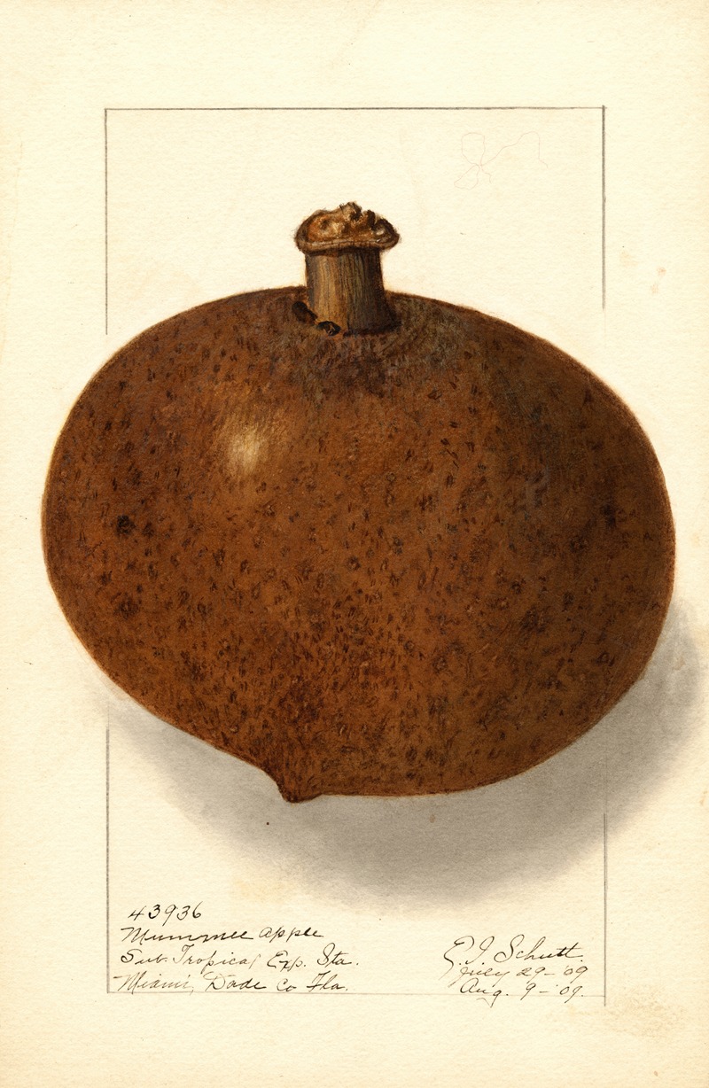 Mammea americana by Ellen Isham Schutt, 1909 — digital art print download