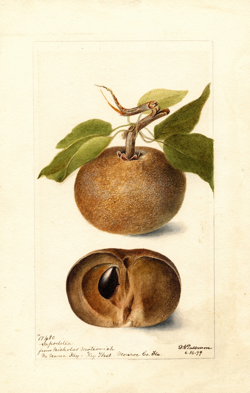 Manilkara zapota by Дебора Гриском Пассмор, 1899 — digital art print download