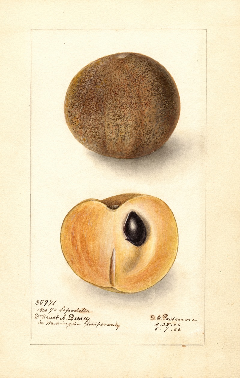 Manilkara zapota: No by Дебора Гриском Пассмор, 1906 — digital art print download