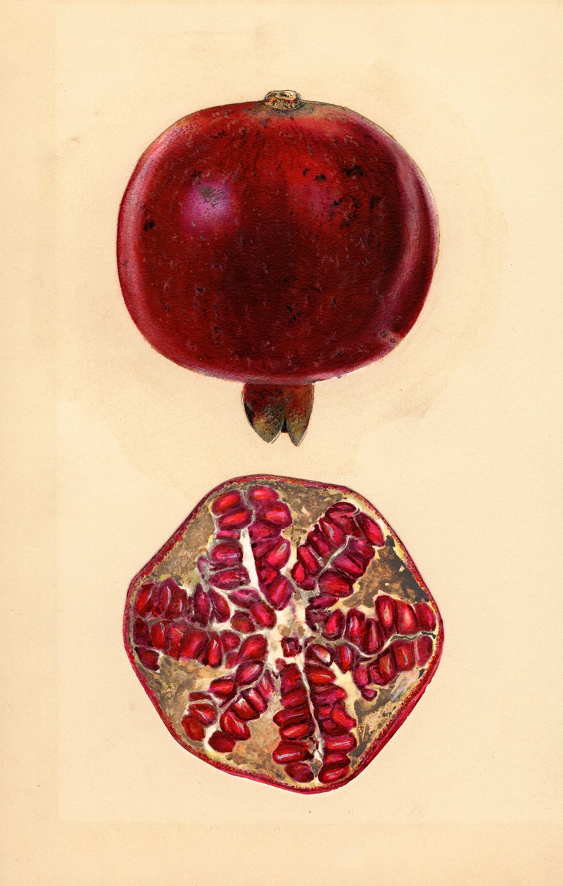 Punica granatum: Pomegranate by Mary Daisy Arnold, 1932 — digital art print download