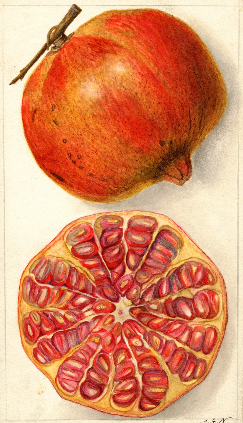 Punica granatum by Amanda Almira Newton — digital art print download