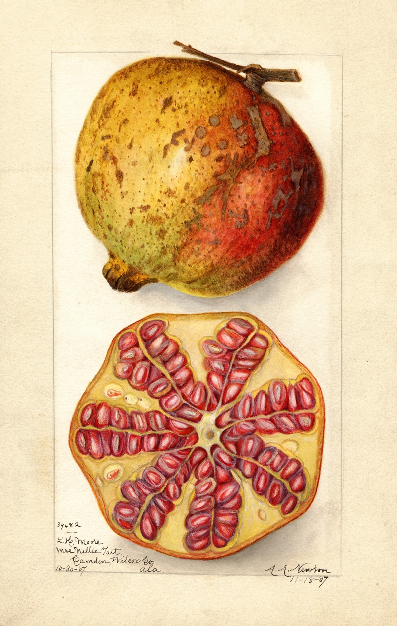 Punica granatum by Amanda Almira Newton, 1907 — digital art print download