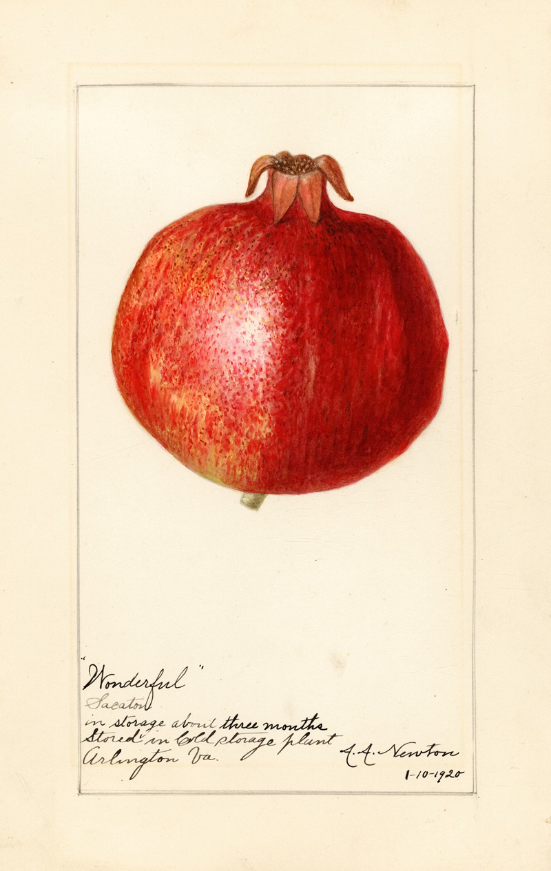 Punica granatum: Wonderful by Amanda Almira Newton, 1920 — digital art print download