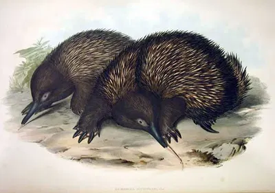 Tachyglossus aculeatus by John Gould — digital art print download