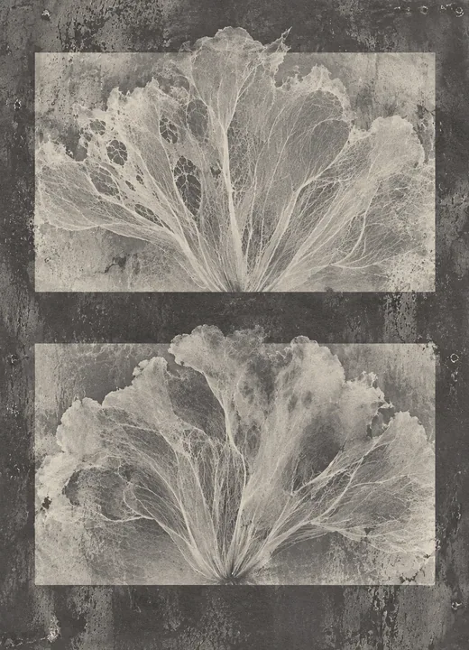 Mirrored Petal Forms