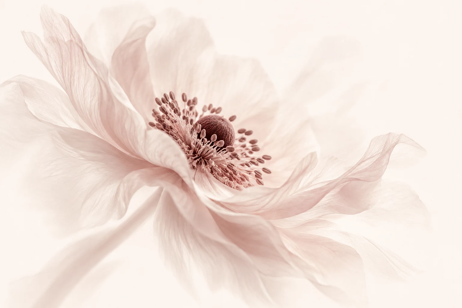 Pale Petal Study