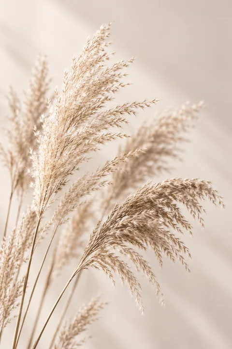 Pampas Silhouette I