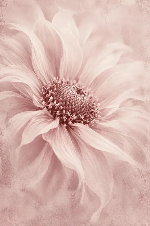 Sepia Petals