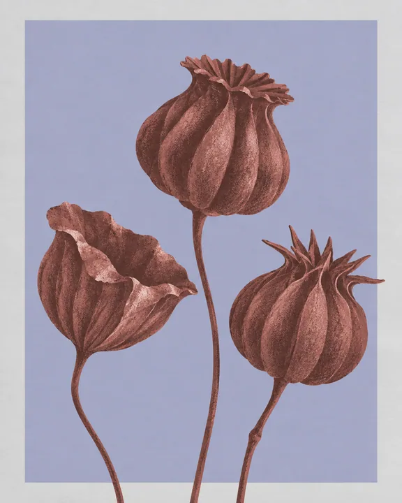 Three Seed Pods