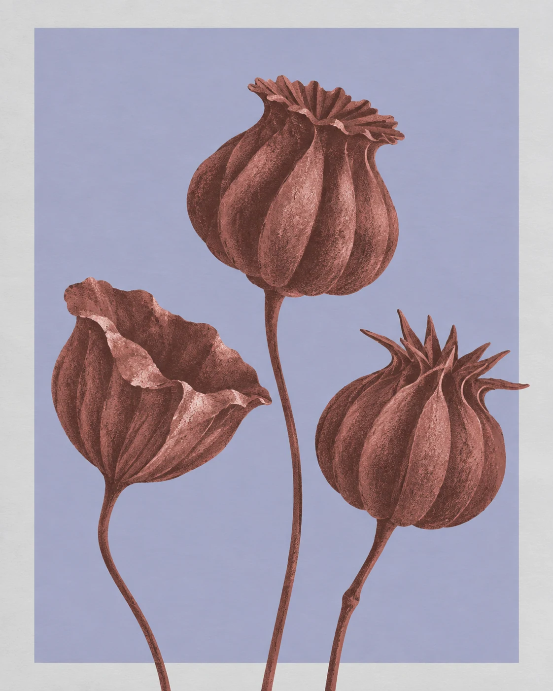 Three Seed Pods