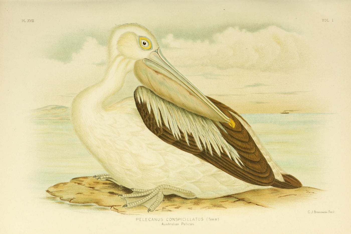 Australian Pelican — Plate XVIII by Gracius J. Broinowski, 1890 — digital art print download