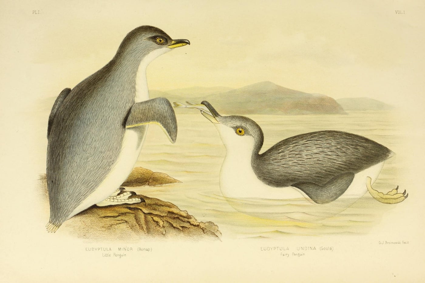 Little Penguin — Plate I by Gracius J. Broinowski, 1890 — digital art print download