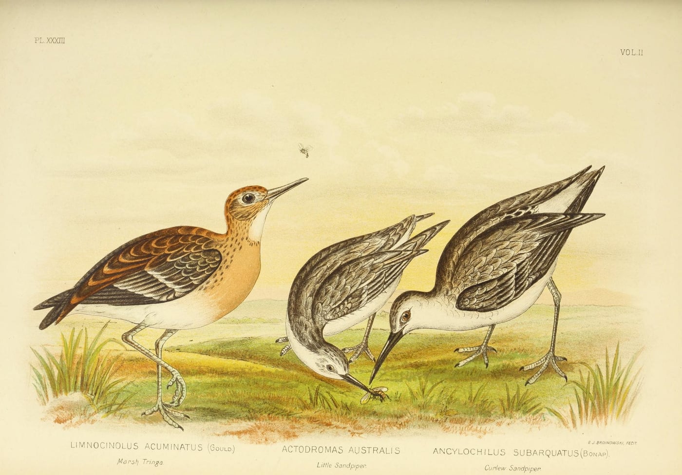 Tringidae — shorebird plate by Gracius J. Broinowski, 1890 — digital art print download