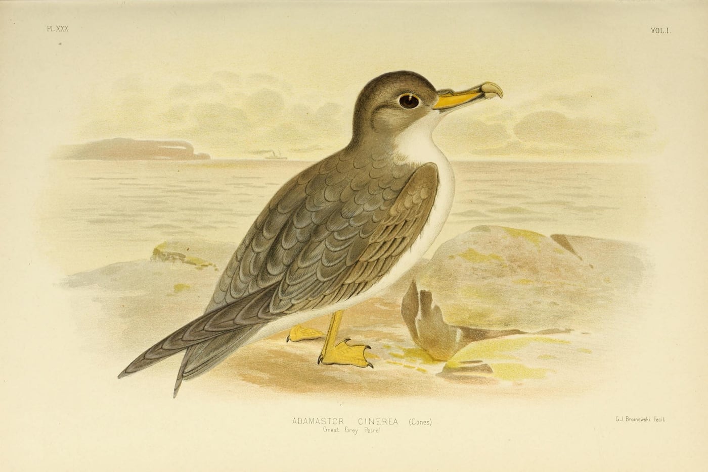 Grey Petrel — Plate XXX by Gracius J. Broinowski, 1890 — digital art print download