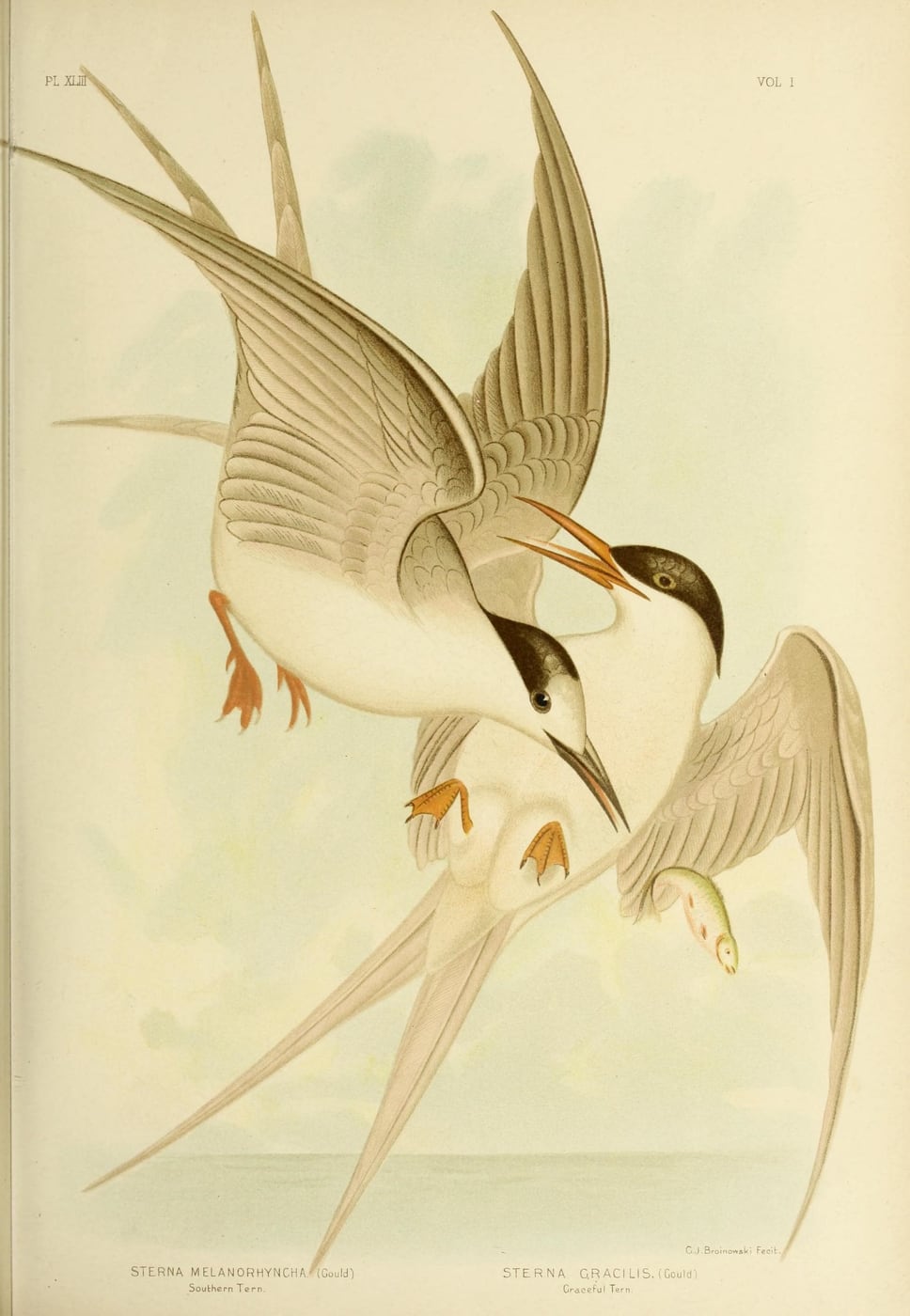 Southern Tern and Graceful Tern by Gracius J. Broinowski, 1890 — digital art print download