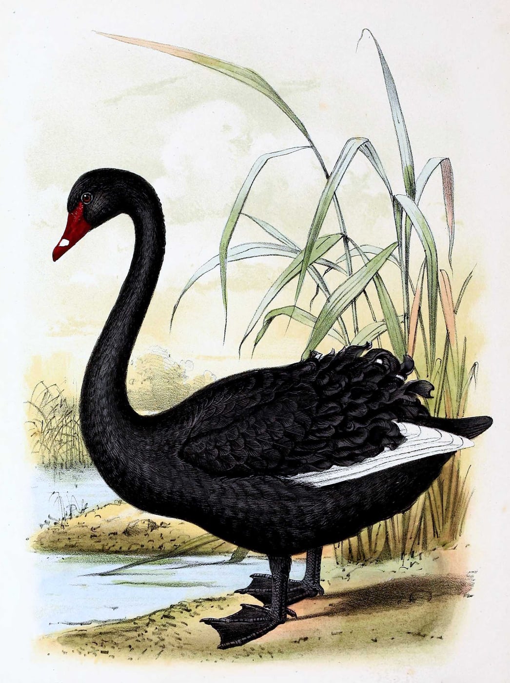 Black Swan by John Gerrard Keulemans, 1869 — digital art print download