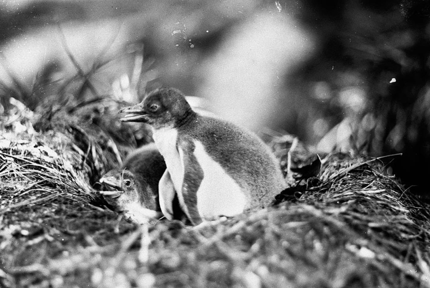 Young Gentoo Penguins on Nest, Macquarie Island by Leslie R. Blake, 1910–1914 — digital art print download