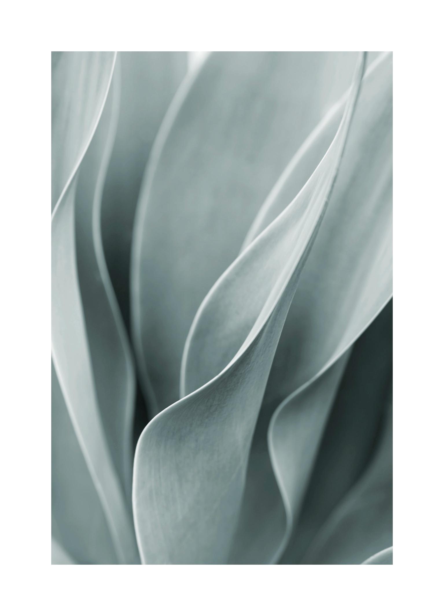 Agave Leaves No3 Print