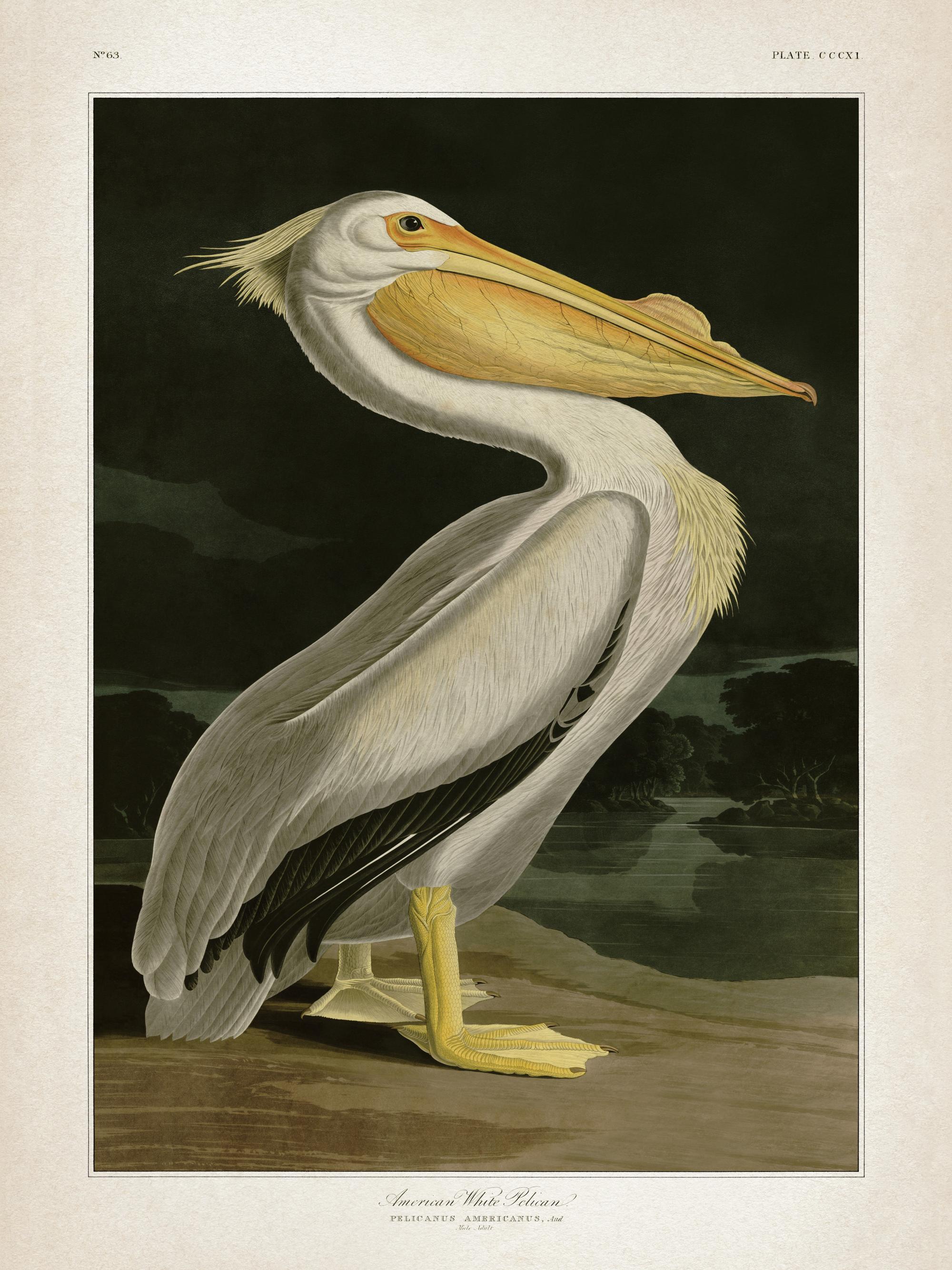 American White Pelican Print