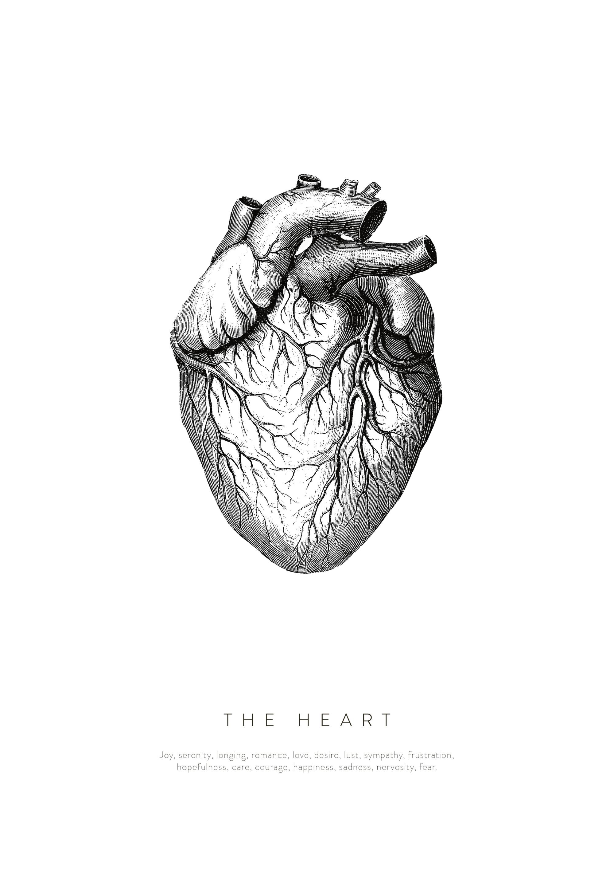 Anatomy of the Heart Print