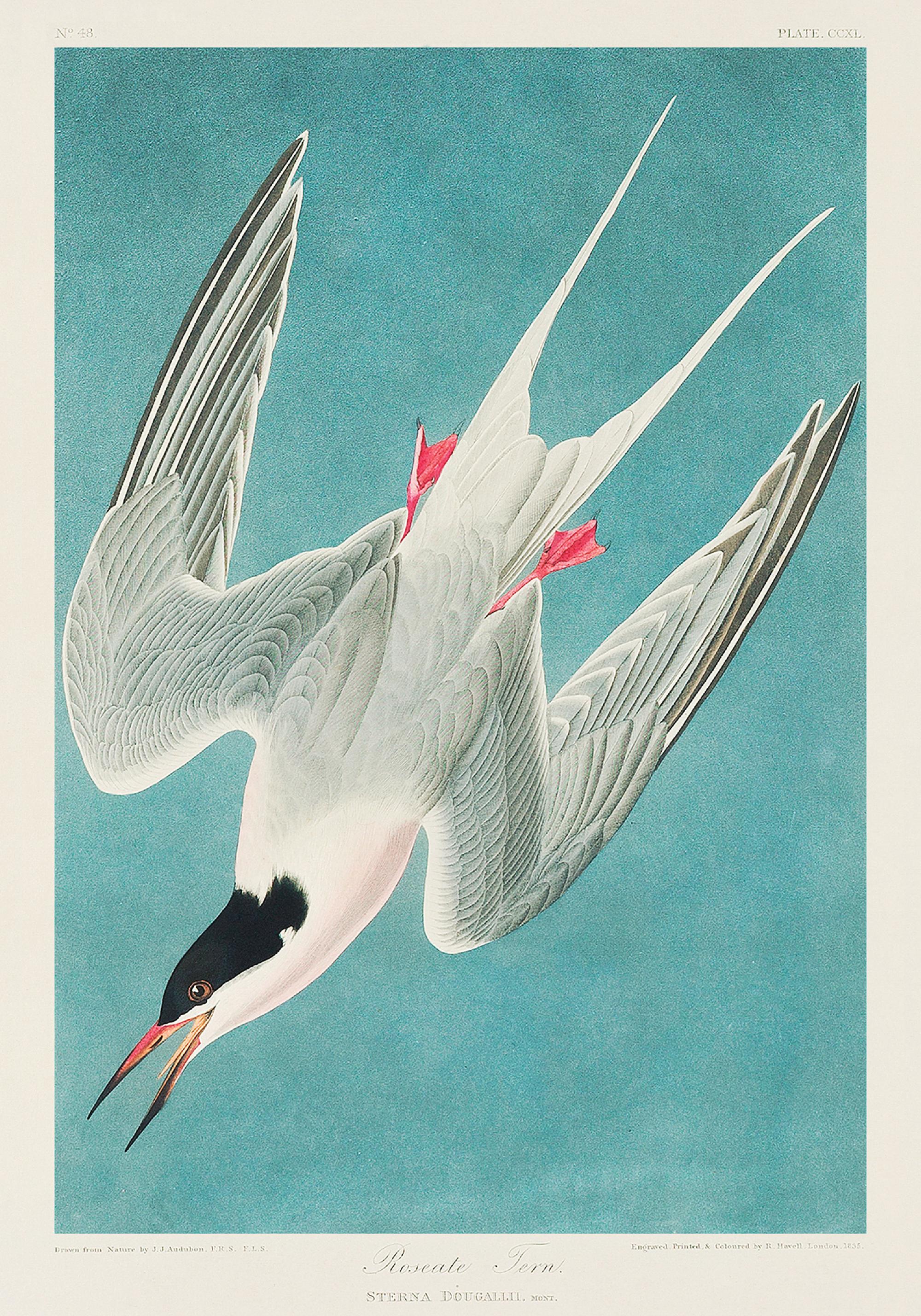 Audubon - Roseate Tern from Birds of America Print