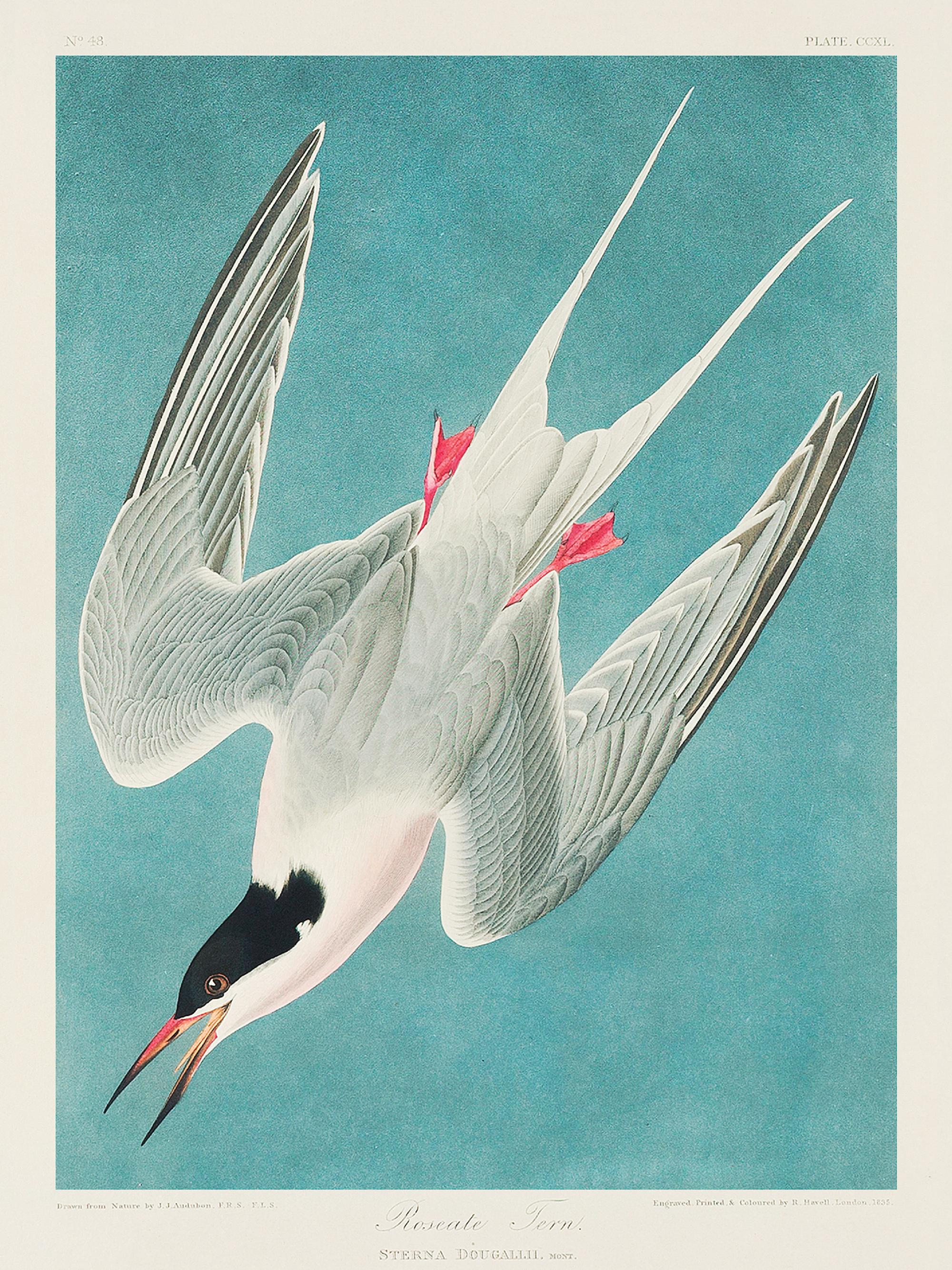 Audubon - Roseate Tern from Birds of America Print