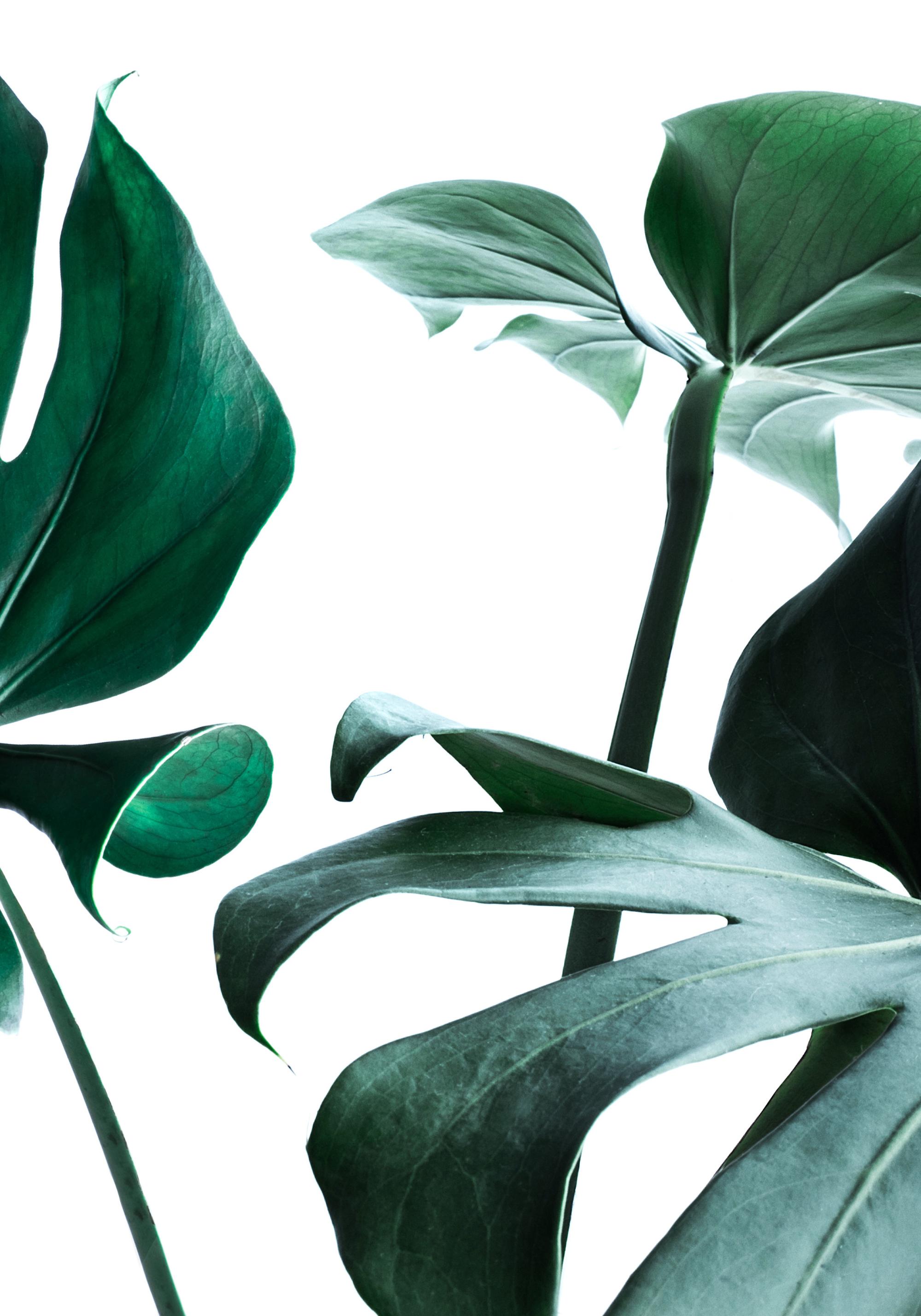 Big Monstera No.3 Print