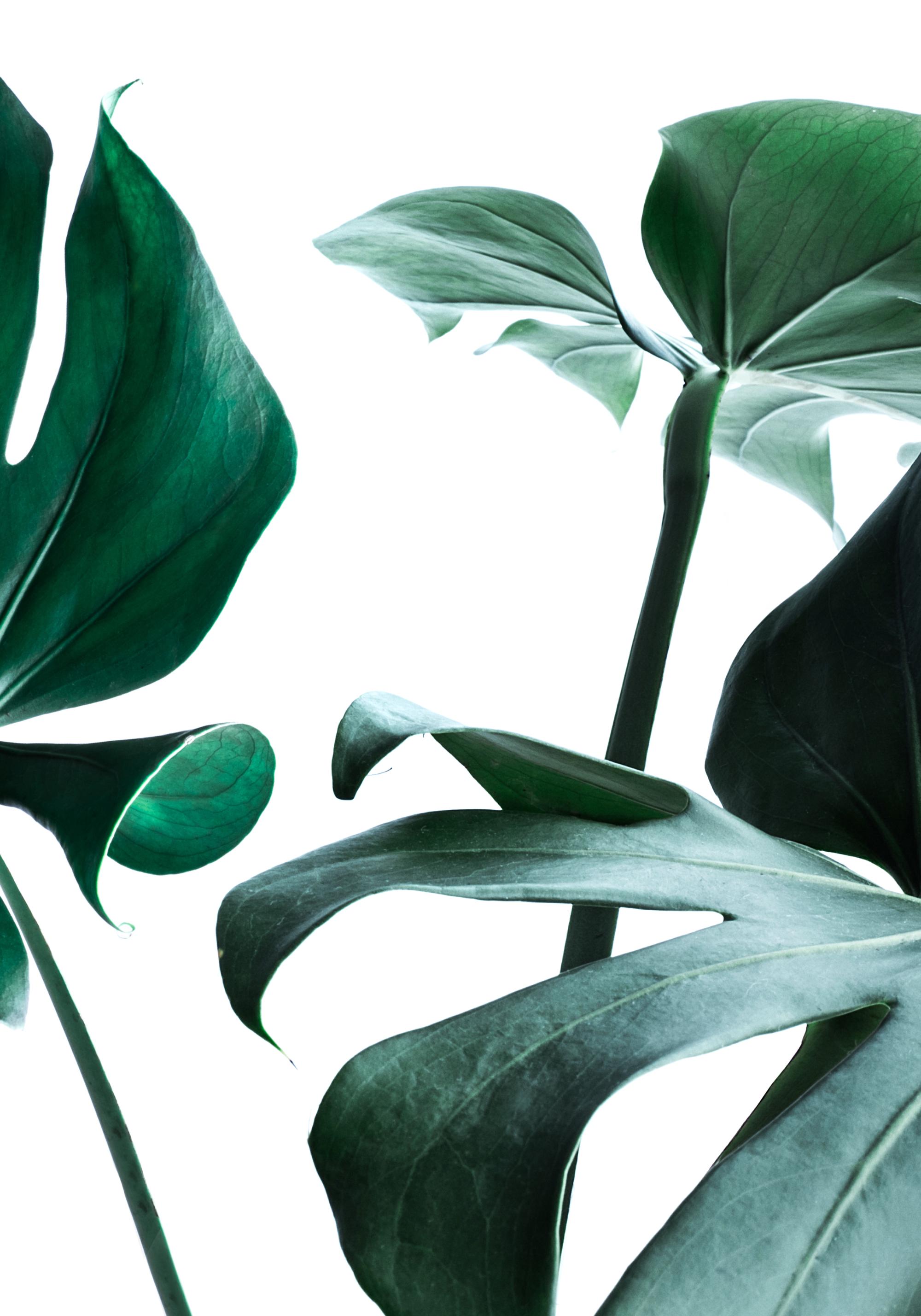 Big Monstera No.3 Print