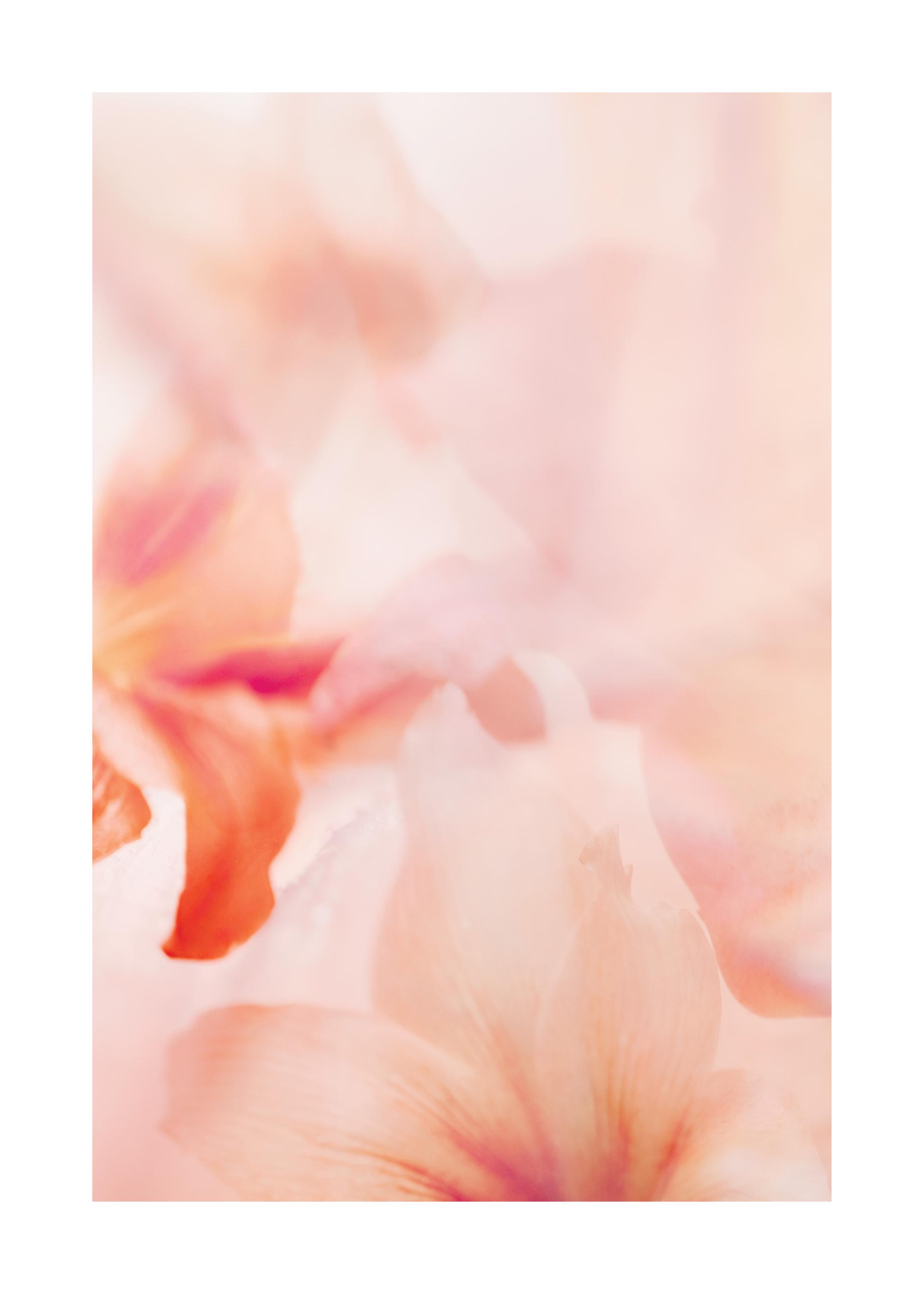 Coral Lily No2 Print