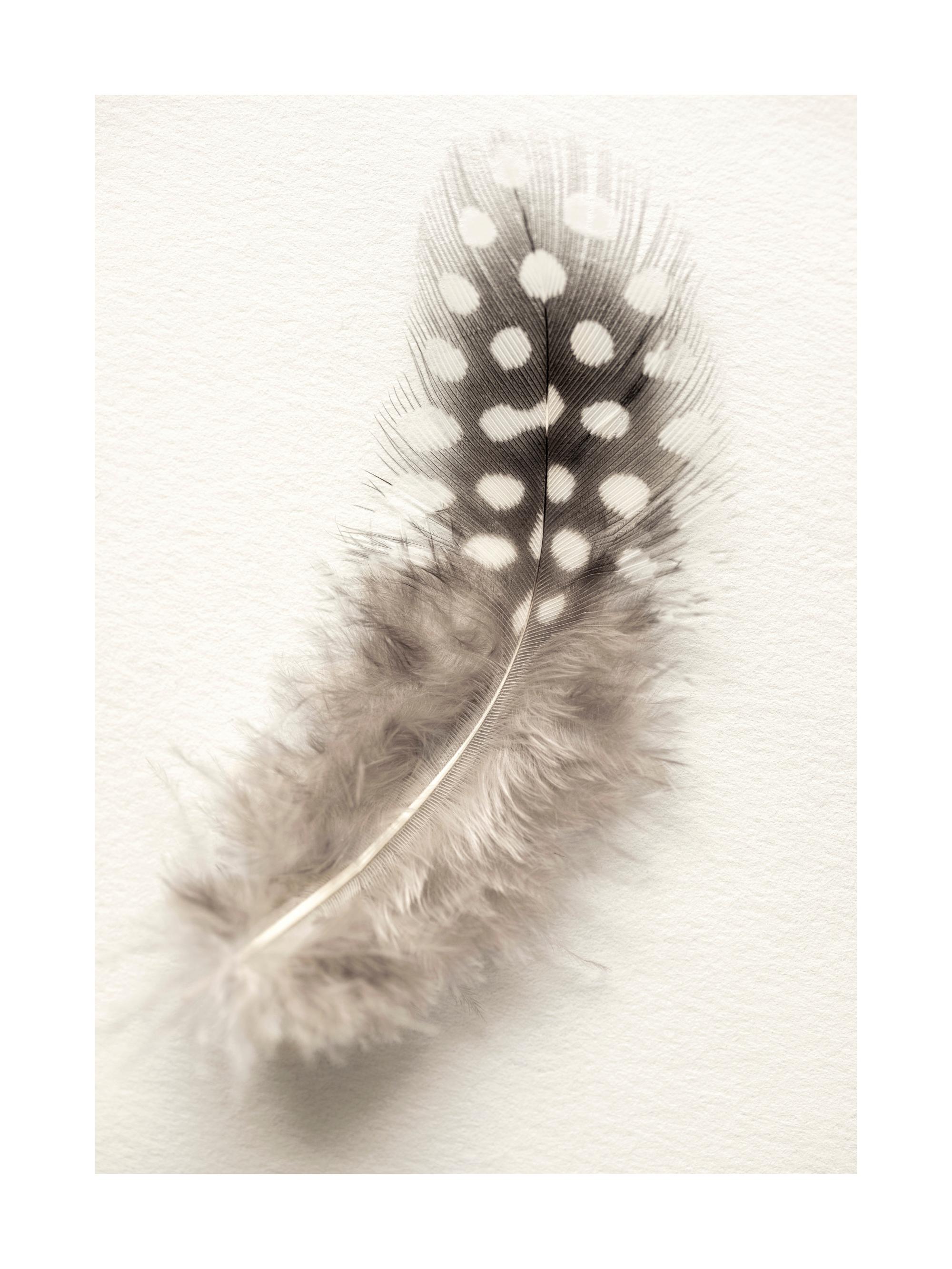 Dotted Feather Print