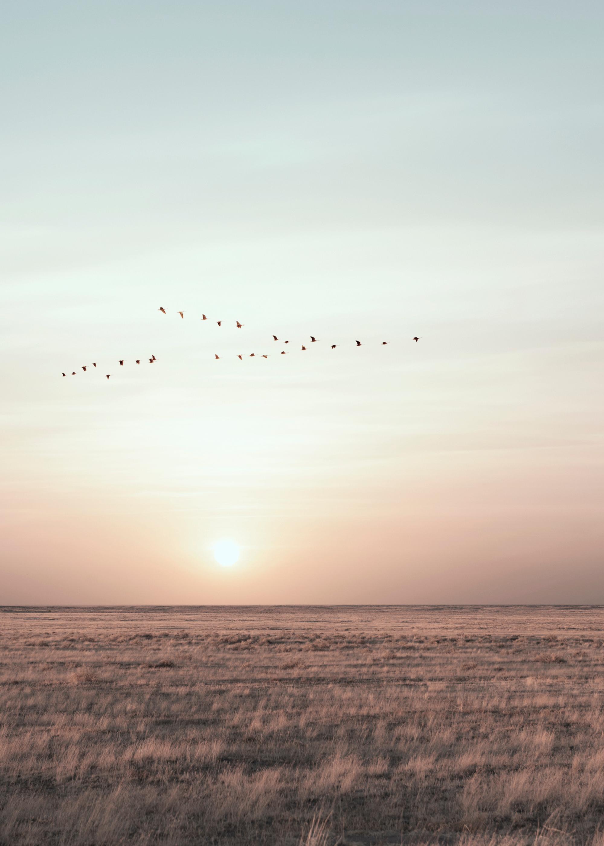 Field Sunset With Birds Print