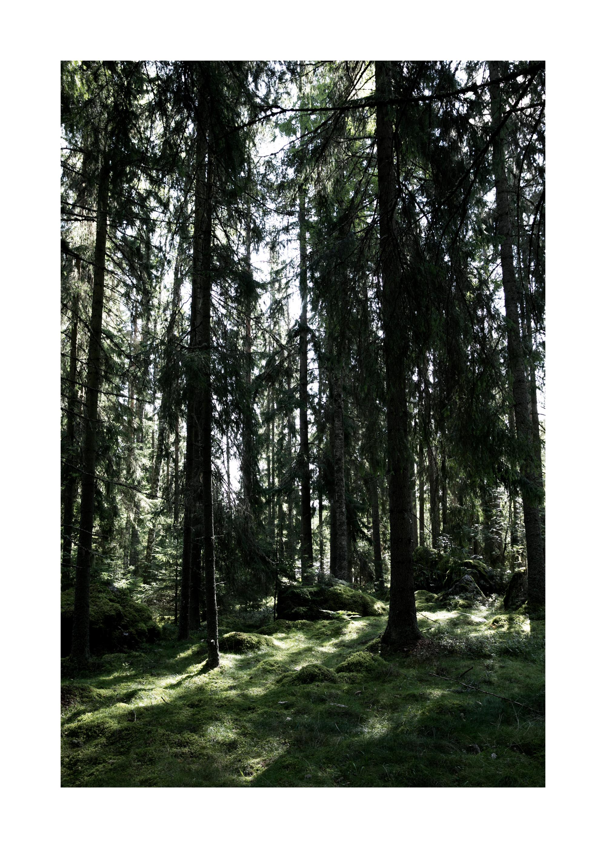 Forest Trees Print