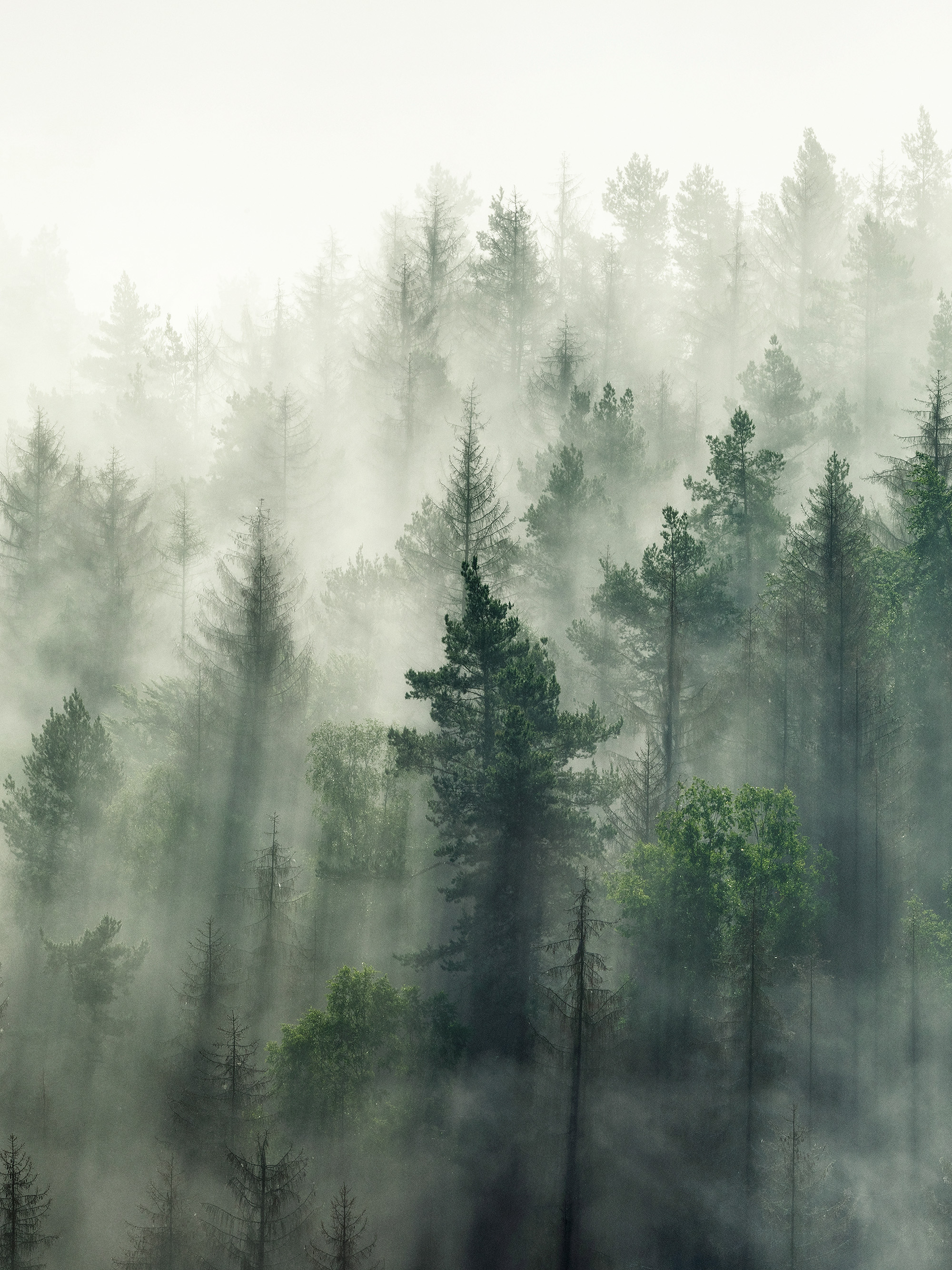 Forest Veil No2 Print