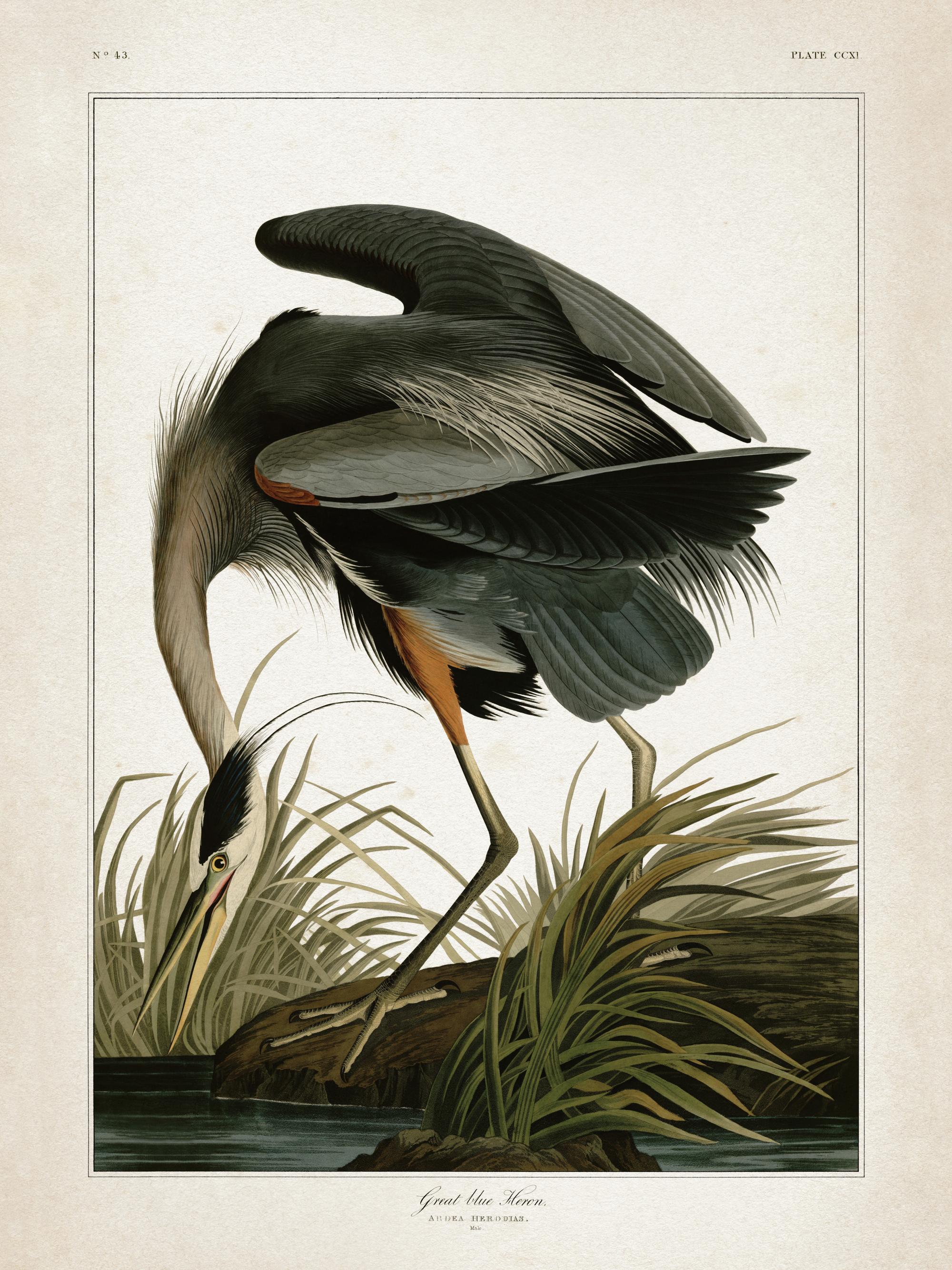 Great Blue Heron Print