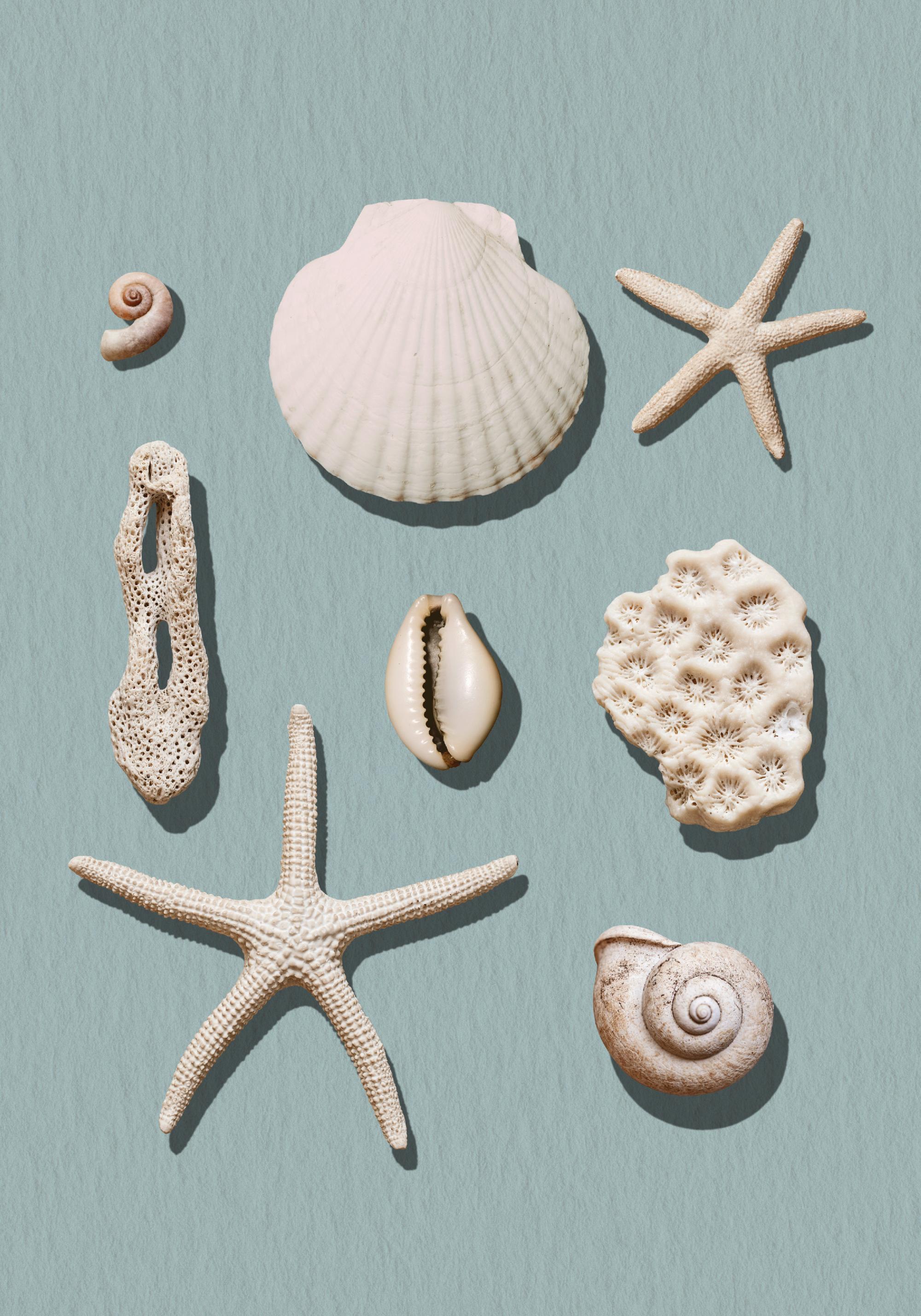 Marine Memories Print