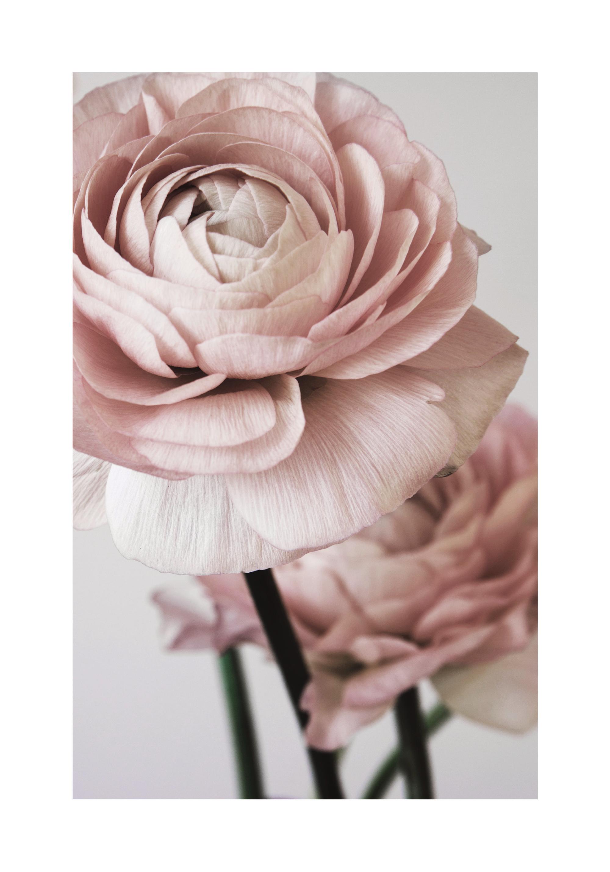 Pink Flower Dream No2 Print