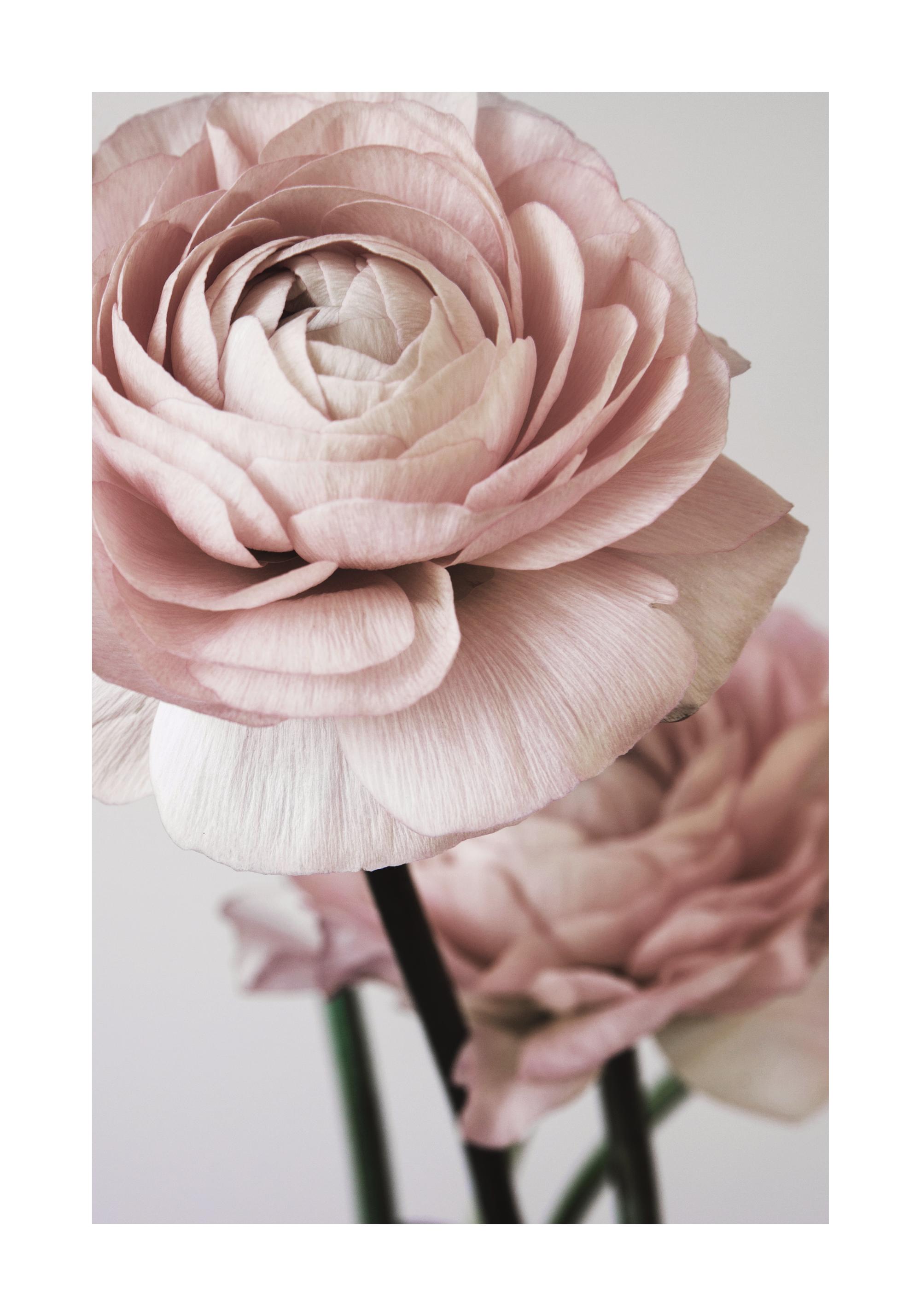 Розовая цветочная мечта № 2