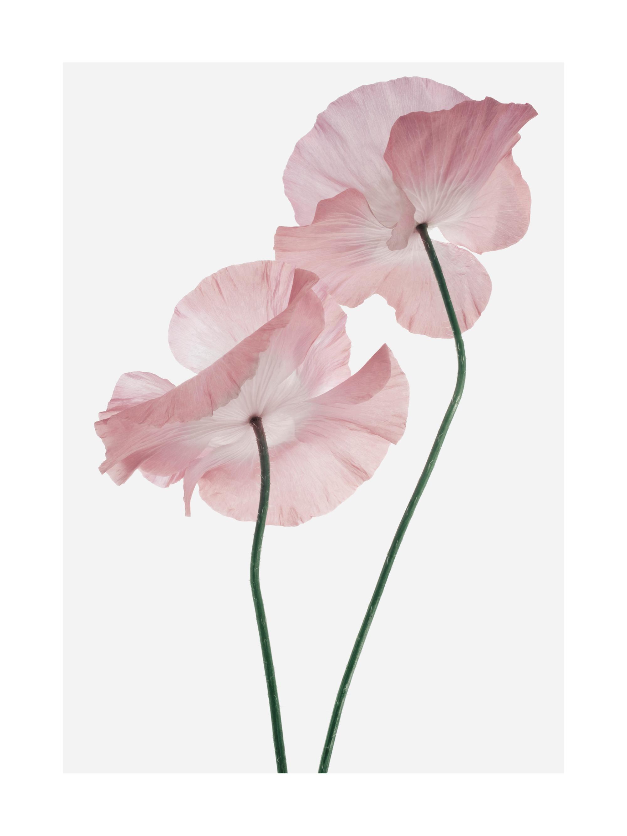 Pink Poppies Print