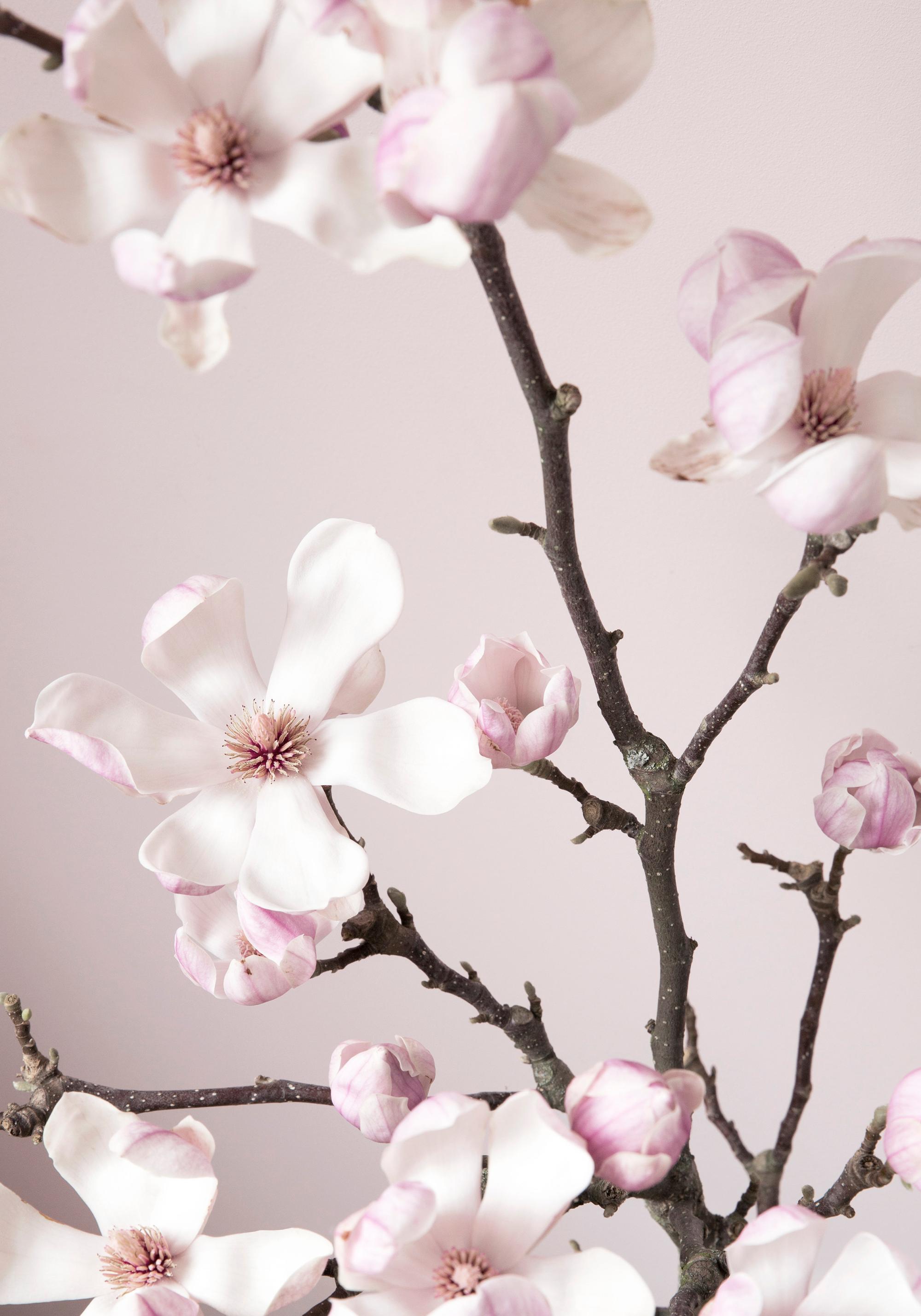 Pink Spring Flower Print