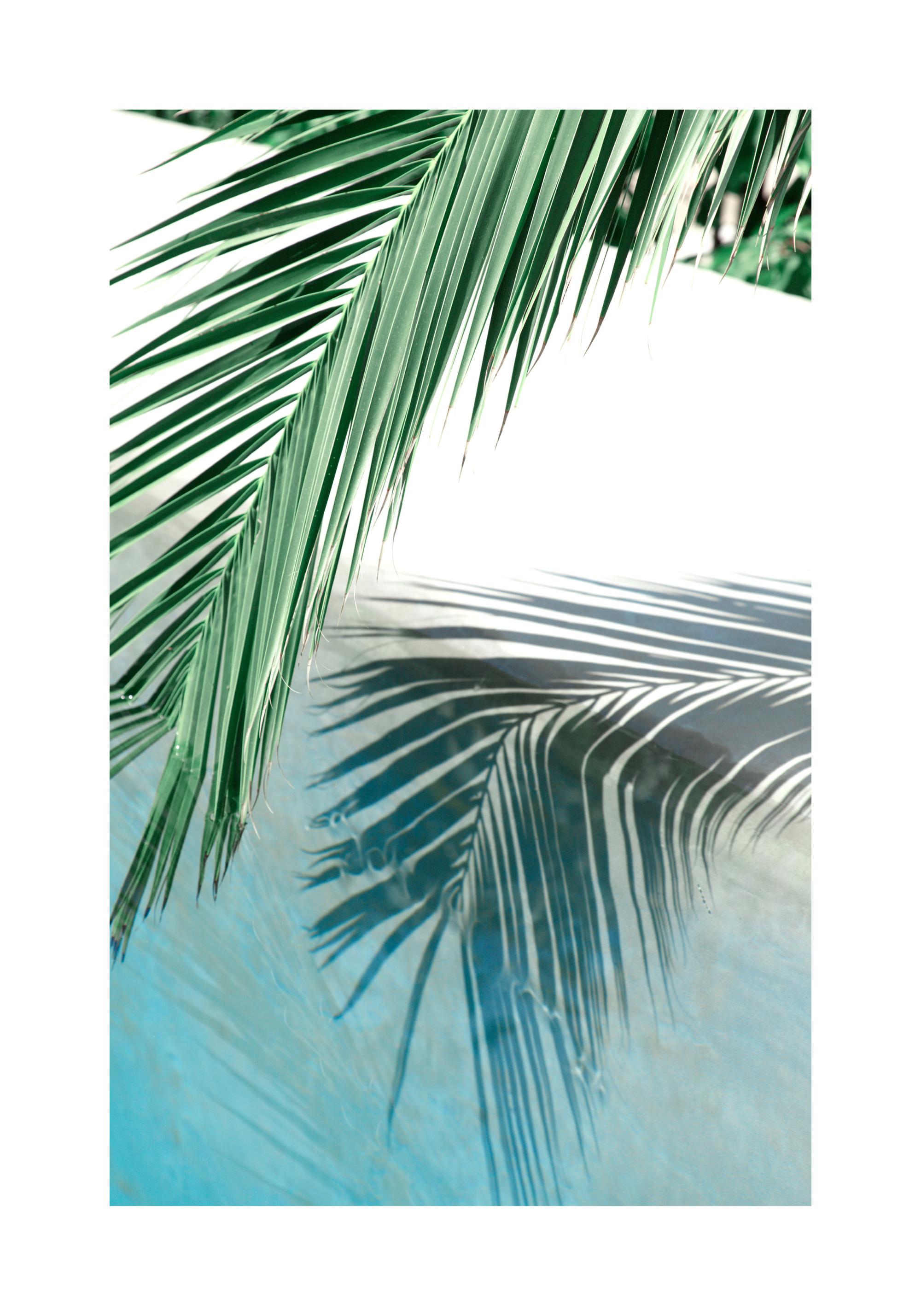 Poolside Palm Reflection Print