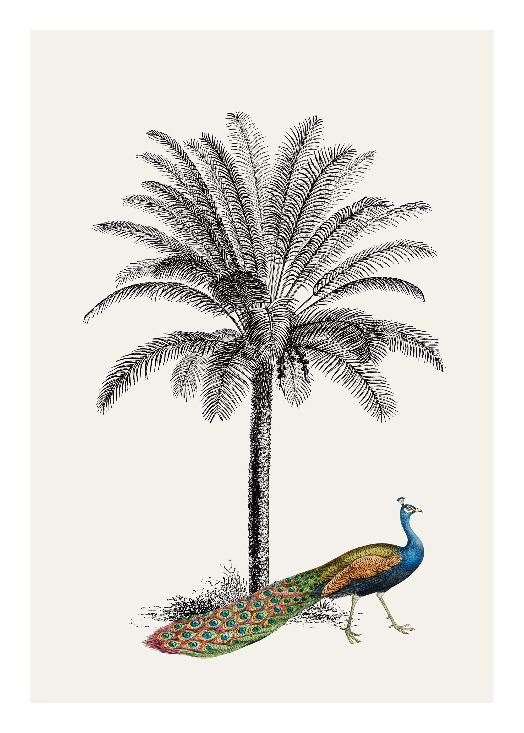 Royal Botanical Peacock Print